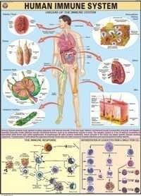 इम्यून सिस्टम चार्ट
