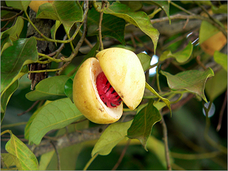 कच्चा जायफल