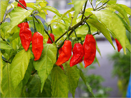 राजा मिर्च