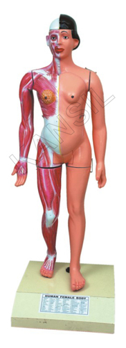 मानव महिला शरीर का मॉडल