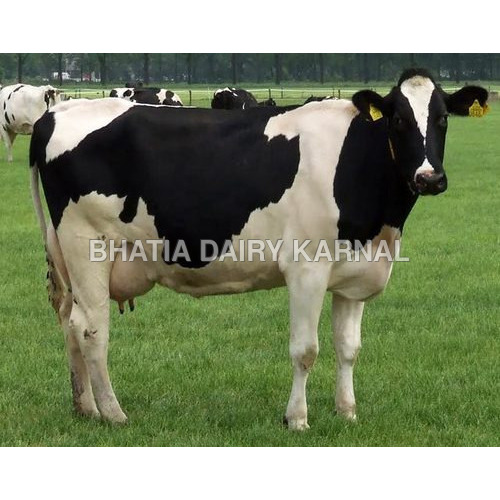 Hf Cows - Color: Black