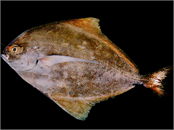 पोम्फ्रेट मछली