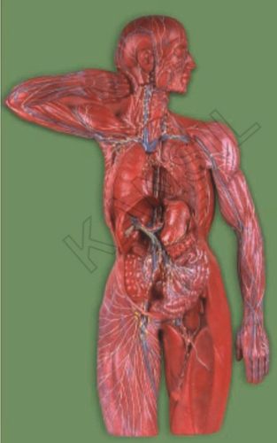 Lymphatic System Model