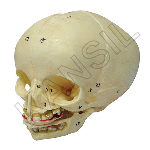 Infant Skull Model