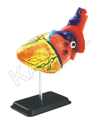 Heart Anatomy Model