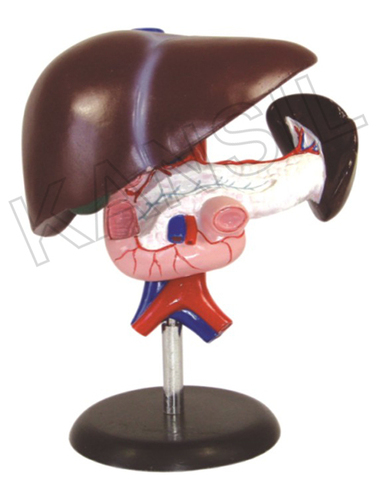 लिवर, अग्न्याशय और डुओडेनम मॉडल