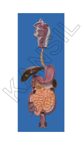 Human Digestive System Model - Synthetic Polymer, 40 x 80 cm Size , Brightly Painted and Durable Design