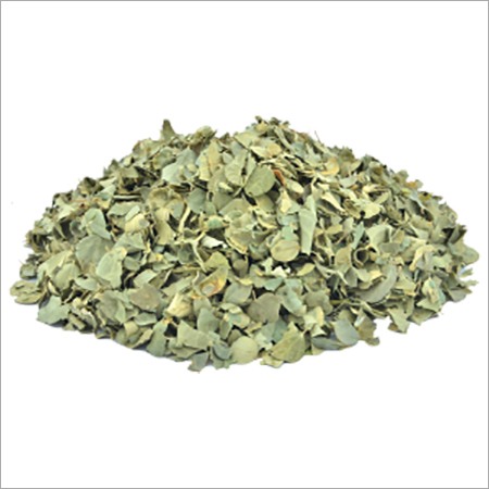 बुंदेलखंड की एक विशेषता, जिज़ीफस के पत्ते स्वास्थ्य के लिए फायदेमंद होते हैं।