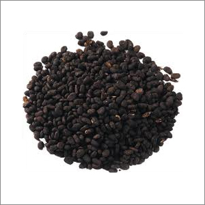 पीसोरेलेआ कोरिलिफोलिया