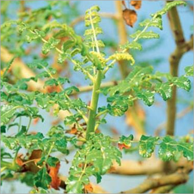 बोसवेलिया सेराटा