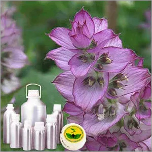 Clary Sage Oil - Pure Salvia Sclarea Extract | Aromatherapy, Skin Nourishment, Natural Fragrance