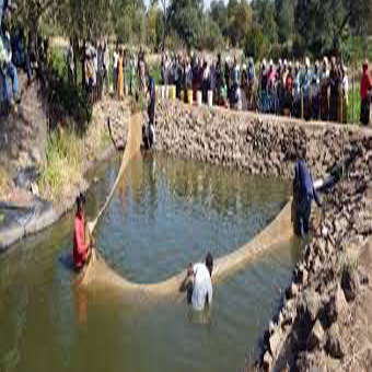 मछली पालन सामग्री: पौधे का अर्क