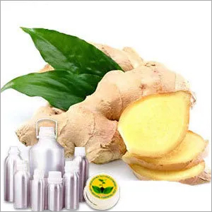 Ginger Oil - Zingiber Officinale, CAS #8007-08-7 | Dark Yellow to Reddish Yellow, Steam Distilled Rhizomes, Aromatherapy & Nausea Relief