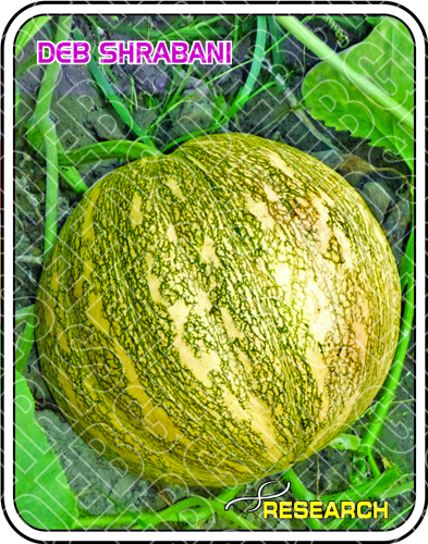 देब श्राबानी शुद्धता: 99%