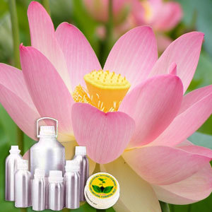 Lotus Oil - Premium Grade Nelumbo Nucifera Extract, Rich in Antioxidants and Essential Fatty Acids