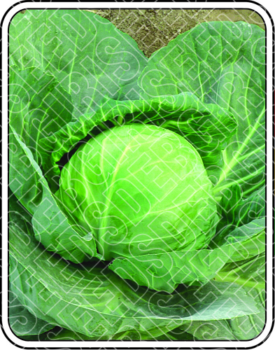 भैरवी शुद्धता: 99%