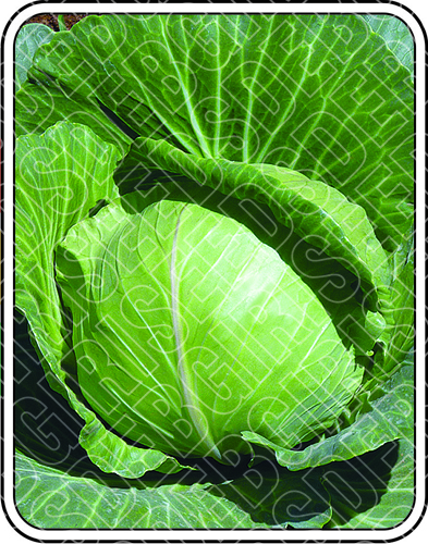 बसंती शुद्धता: 99%