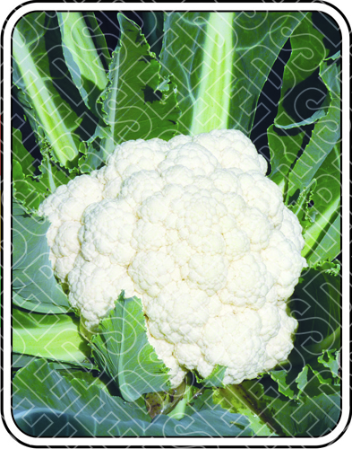 जलेह शुद्धता: 98%