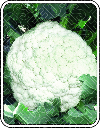 महिन शुद्धता: 97%