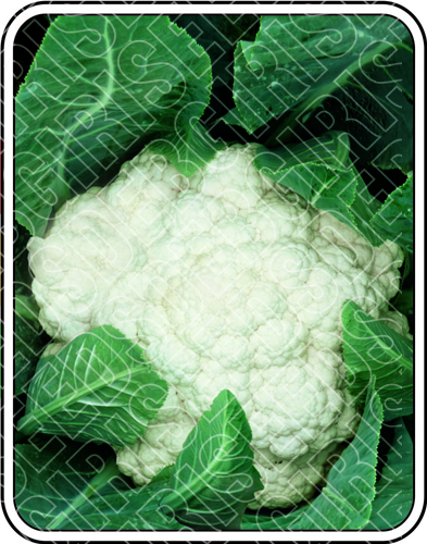 लाडान शुद्धता: 98%