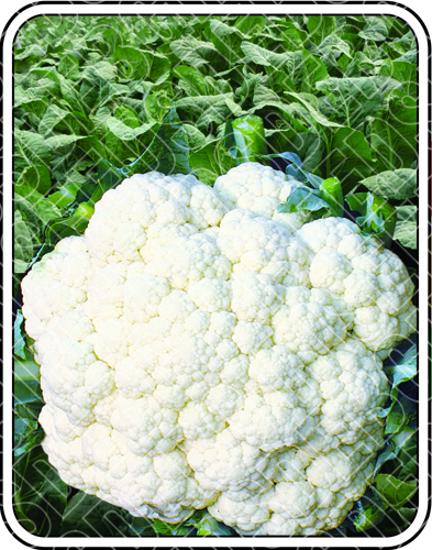 अबान शुद्धता: 98%