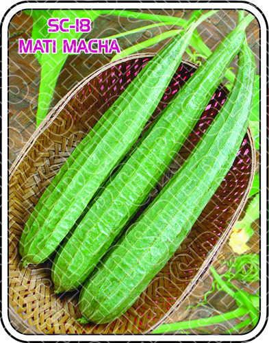 एससी-18 माटी माचा