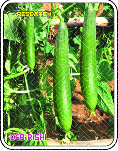 देब ऋषि शुद्धता: 99%