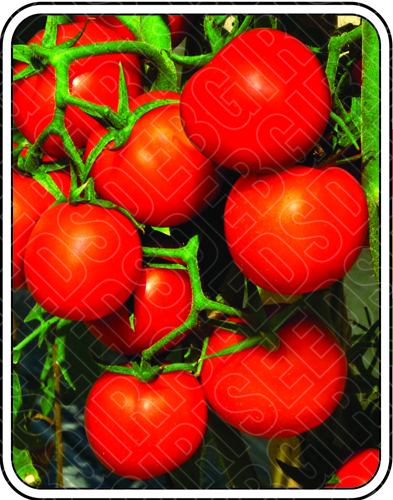 भूमि की शुद्धता: 99%