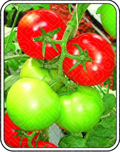 वरुण शुद्धता: 98%