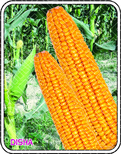 दिशा शुद्धता: 99%