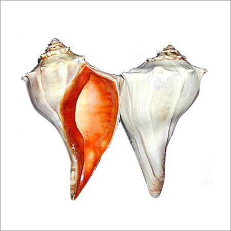 व्हेल्क (Buccinum undatum)