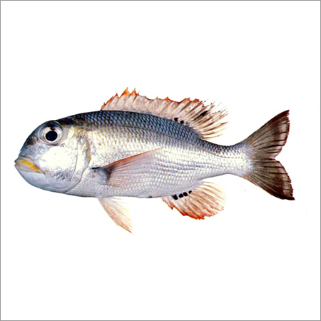 जमें हुए मछलियाँ