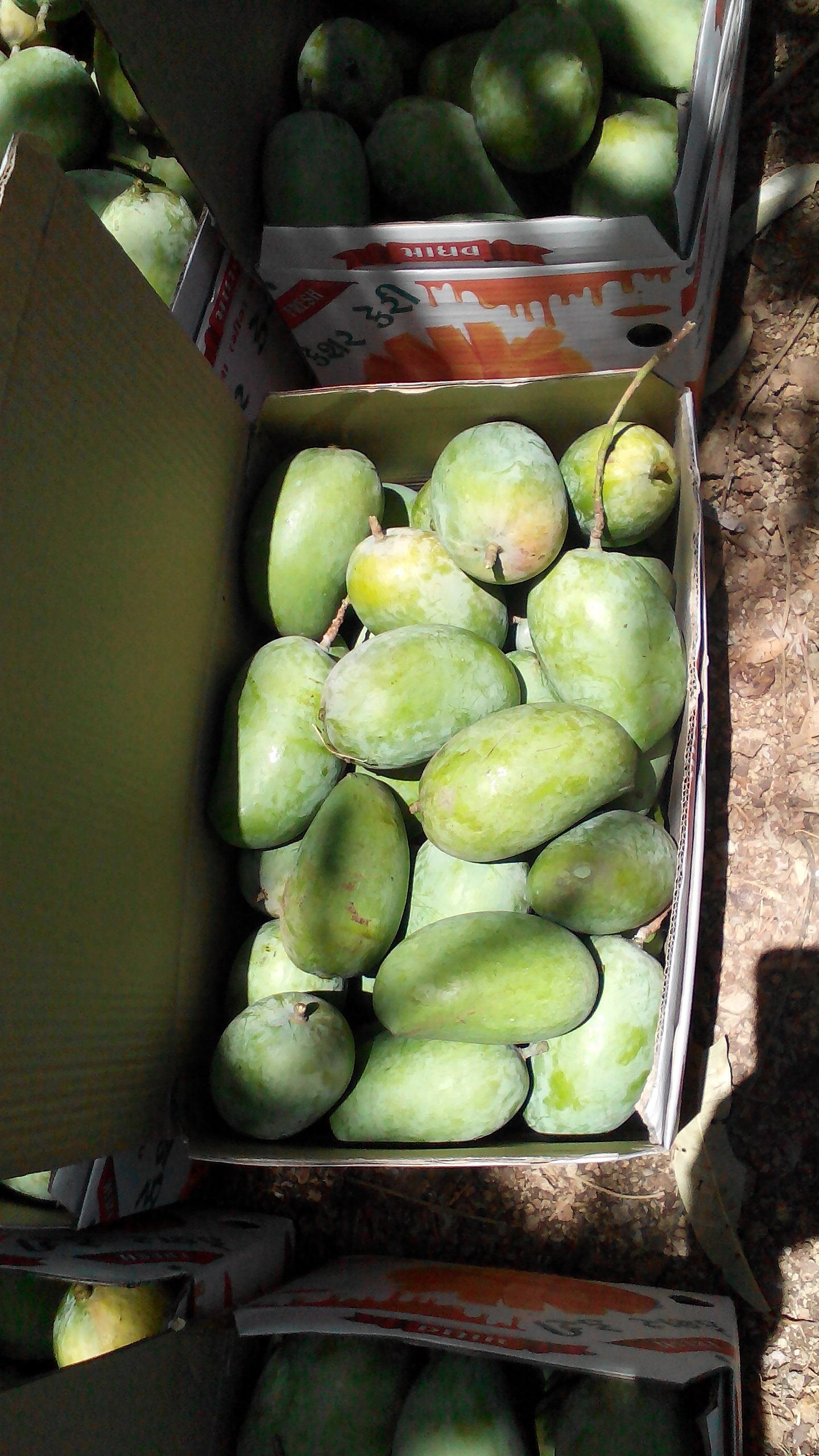 Green & Yellow Fresh Mango