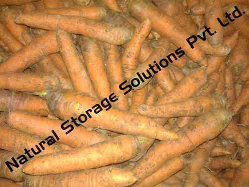 Carrot Cold Storage Usage: Keep Product Fresh