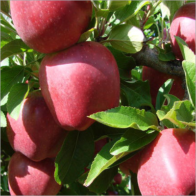 लाल डिलिशियस (रॉयल) सेब
