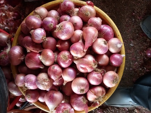 नाशिक प्याज