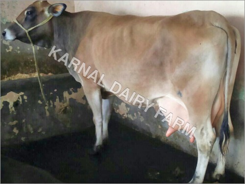 Jersey Cow - 450-550 kg Weight, 120-130 cm Height | Effective Milking, High Fertility, Lower Maintenance Requirements, Thrives in Extreme Temperatures