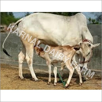 Dairy Cow - High-Quality Livestock | Superior Milk Production, Healthy Nutritional Benefits, Adaptable to Various Farming Conditions