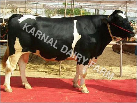Hf Bull By Karnal Dairy Farm