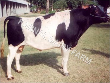 Indian HF Bull