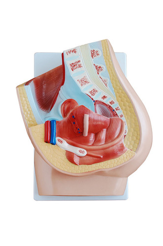 मानव महिला पेल्विस अनुभाग (4 भागों)