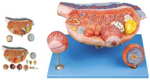 ओवरी मॉडल