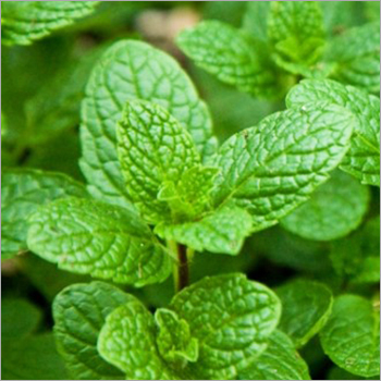 फ्रेश कट मिंट