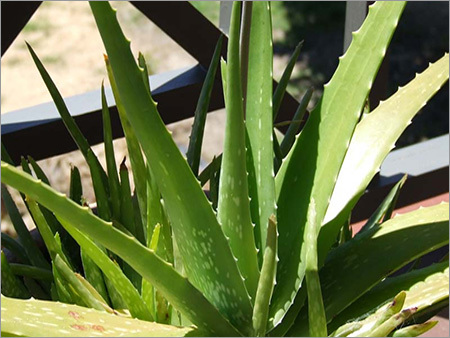 ऐलो वेरा पौधे