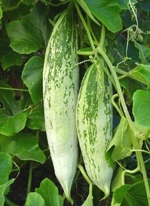 स्नेक गार्ड