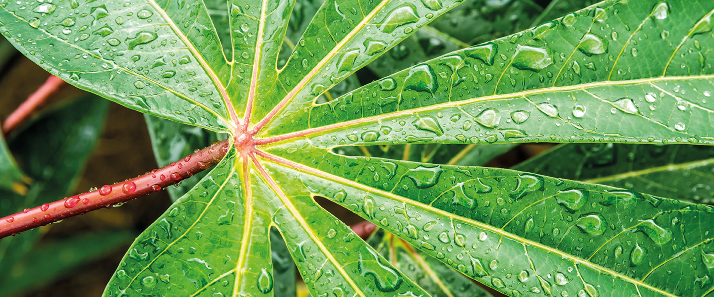 Silicone Super Spreader Grade: Agriculture Grade