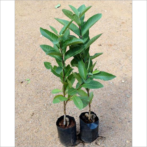 अमरूद पौधे