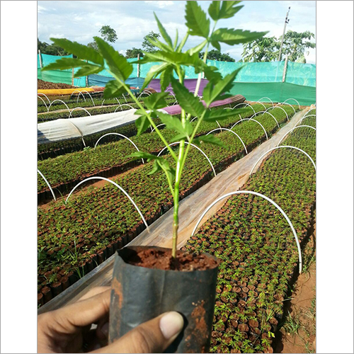 मालाबार नीम