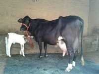 करनाल में एचएफ गाय