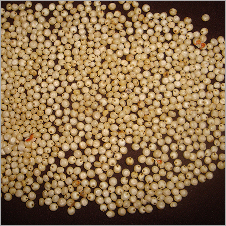Yellow Sorghum